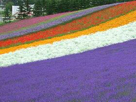 �x�ǖ�C���l