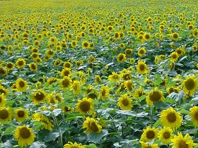 �Ύ�E��m�G���A(��΁E�b��E�k�L���E�]�ʁE�〈��)